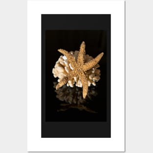 Corals and sea star on black reflective background Posters and Art